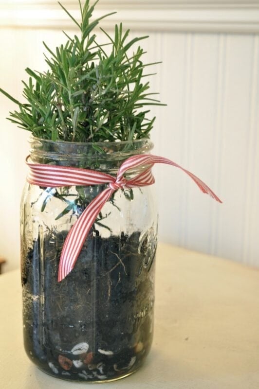 A small green Rosemary Christmas Tree in a Jar grows in soil inside a glass jar, which is decorated with a red and white striped ribbon tied around the rim.