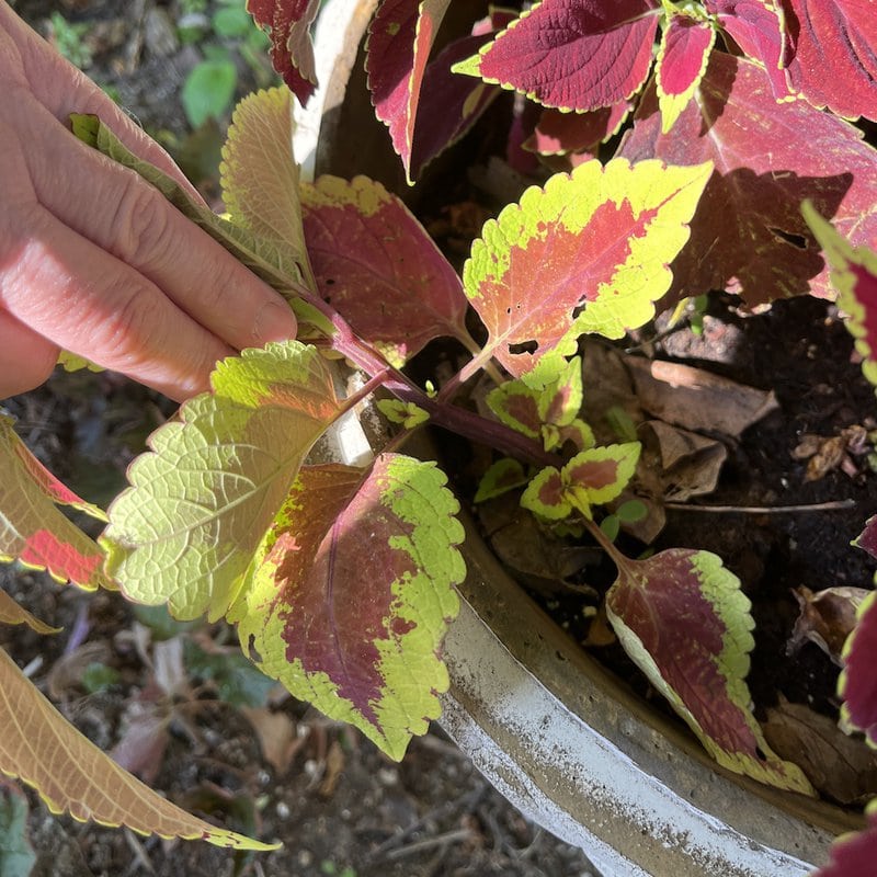 Coleus with small leaflets