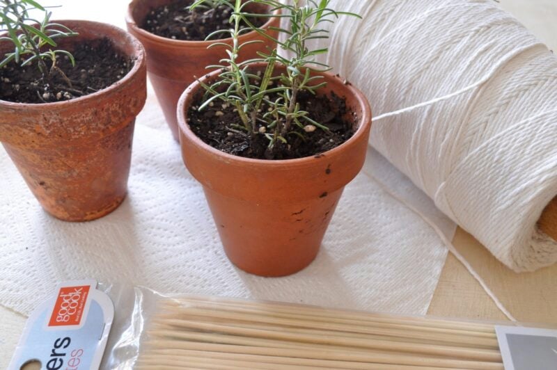 Three small terracotta pots with young Home Grown Rosemary Topiaries, a roll of white string, a packet of wooden skewers, and a paper towel arranged on a light surface.