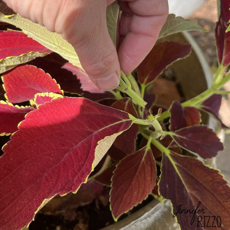 Snap the stem of the coleus off just above leaflets