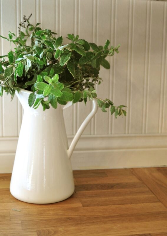 A white ceramic pitcher filled with fresh green mint leaves sits on a wooden floor against a paneled wall.