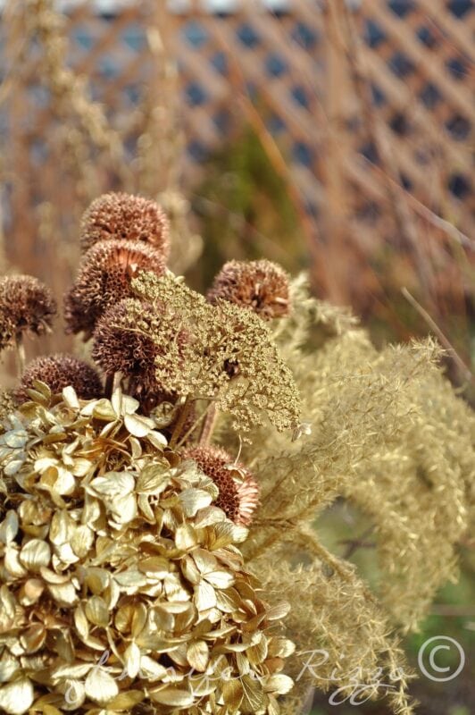 A close-up of a spray painted floral arrangement with dried flowers and grasses in soft sunlight, set against a wooden lattice and blurred greenery in the background.