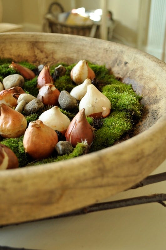 A shallow stone bowl filled with green moss, flower bulbs, and small rocks, displayed indoors.