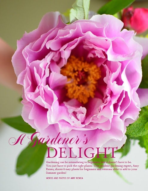 image of peony