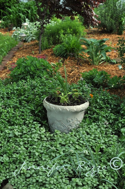 Fresh landscaping in pots