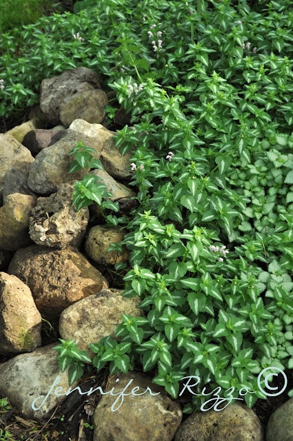 Lamium ground cover