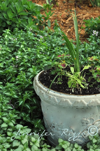 Potted coleus with spike