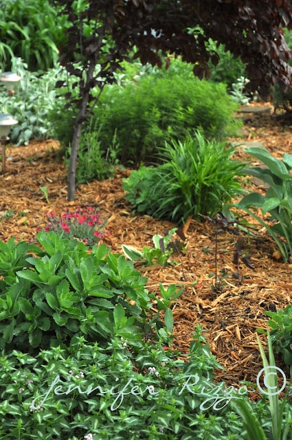 Sedum in mulch