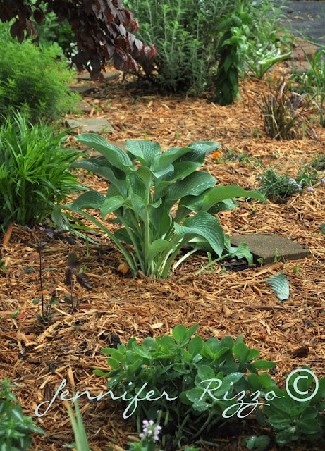 Hosta in mulch with sedum