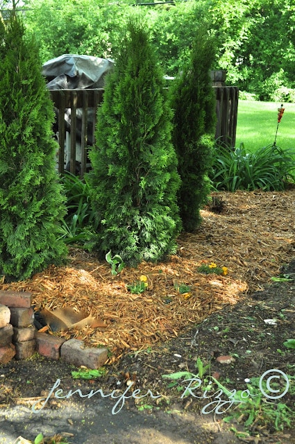 Side area with arbor vitae