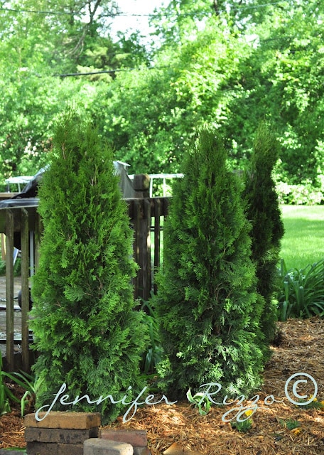 Arbor vitae