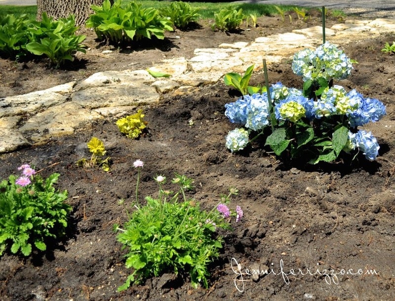 Hydrangea,heuchera,and pin cushion flower for landscaping