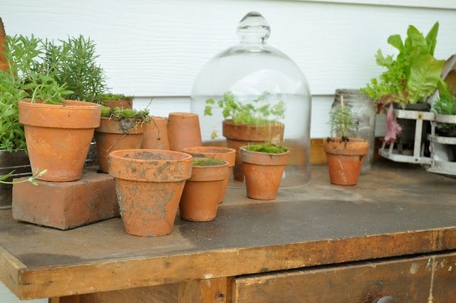 vintage work bench repurposed as a potting table. Moss in pots make such a pretty accent.