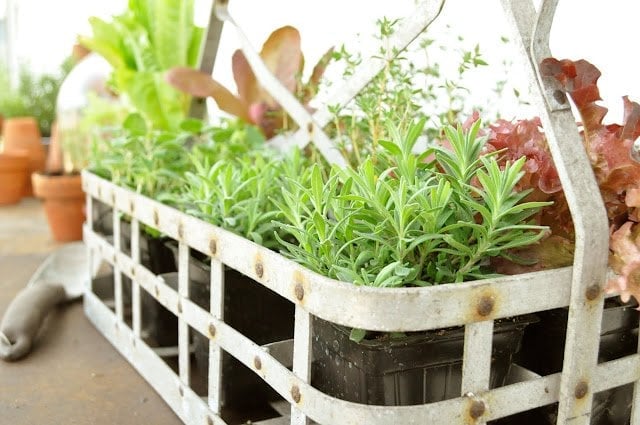Vintage bottle carrier for plants