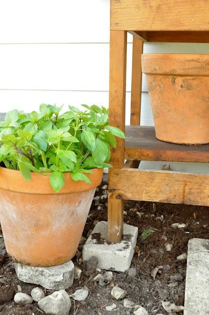 Different types of basil planted together