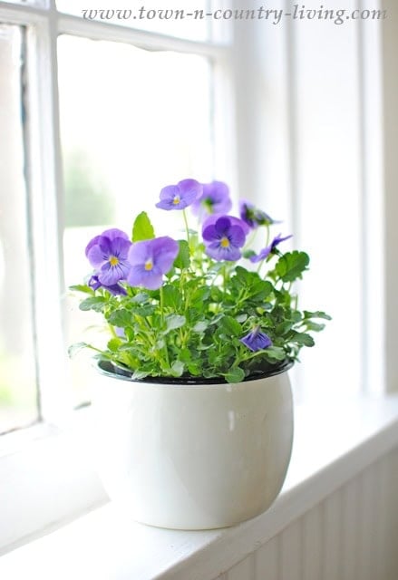 A white ceramic pot with blooming purple pansies sits on a windowsill in natural light, reminiscent of the delicate charm of vintage handkerchiefs.