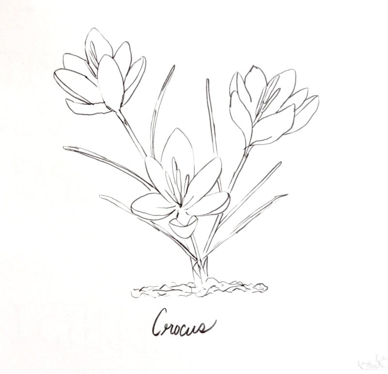 Black and white line drawing of three crocus flowers with long leaves emerging from the ground, labeled "Crocus" underneath. Perfect as a spring printable and coloring page for both kids and adults.