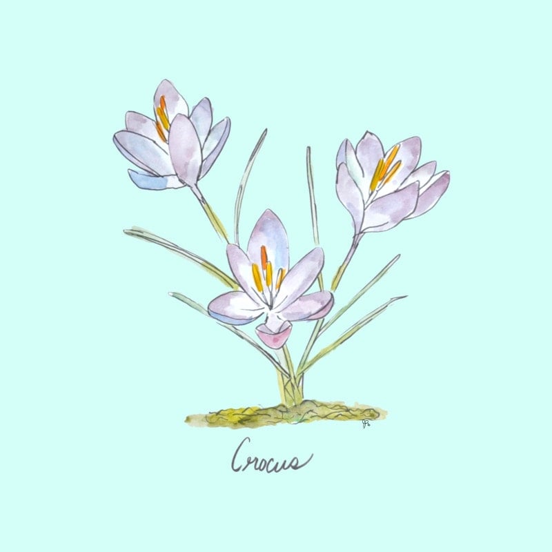 Watercolor illustration of three light purple crocus flowers with yellow centers and green stems on a light blue background; “Crocus” is written below. Perfect as a spring printable or a charming coloring page.