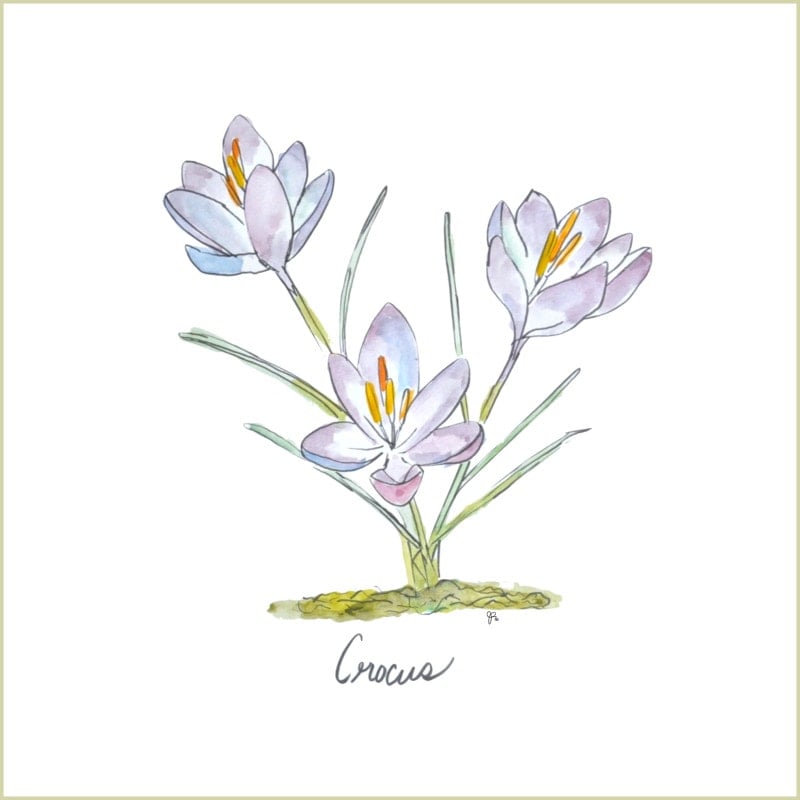 Watercolor illustration of three light purple crocus flowers with green stems and leaves, labeled "Crocus" beneath the image—perfect as a spring printable or coloring page.