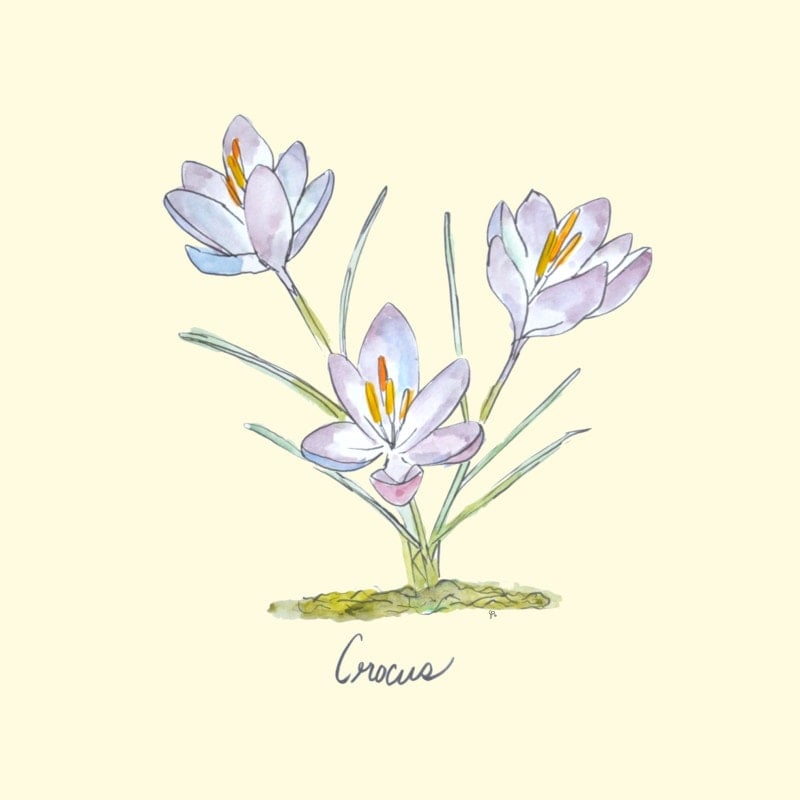 Watercolor illustration of three light purple crocus flowers with green stems and the word "Crocus" below, perfect as a spring printable or a charming coloring page.