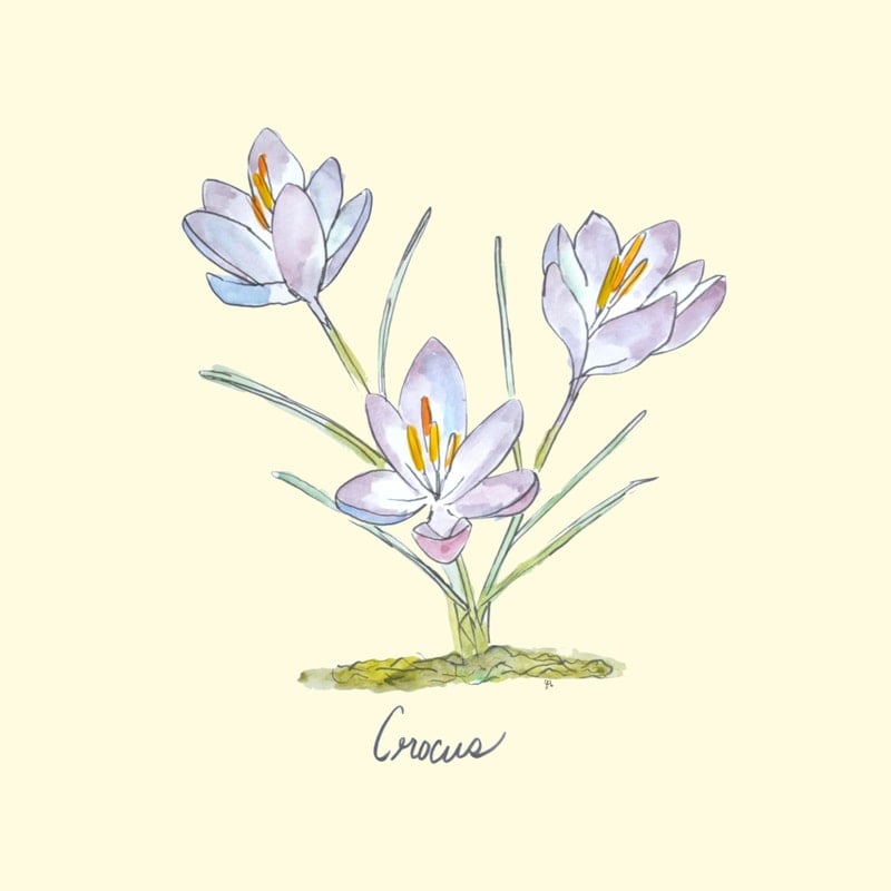 Watercolor illustration of three light purple crocus flowers with green stems and the word "Crocus" below, perfect as a spring printable or a charming coloring page.