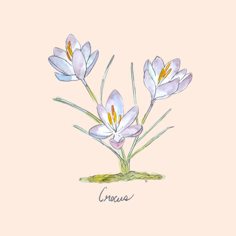 Watercolor illustration of three light purple crocus flowers with green stems and leaves on a pale background, perfect as a spring printable or coloring page, with the word "Crocus" elegantly written below.