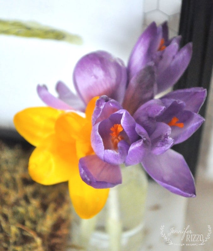 A close-up of a small bouquet with purple and yellow crocus flowers in a glass container, perfect as inspiration for a spring printable or coloring page, placed on a light surface.