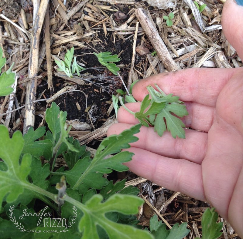 Chrysanthemum Leaves Jennifer Rizzo