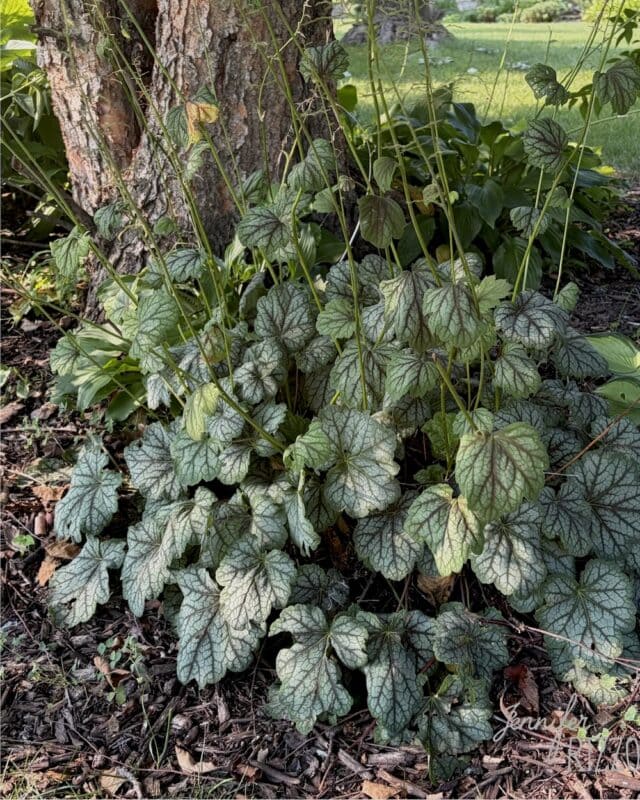 Green and silver-veined leaves grow in a dense cluster at the base of a tree, with several tall, thin flower stalks rising above them—an ideal example of planting in the shade within a tranquil garden setting.