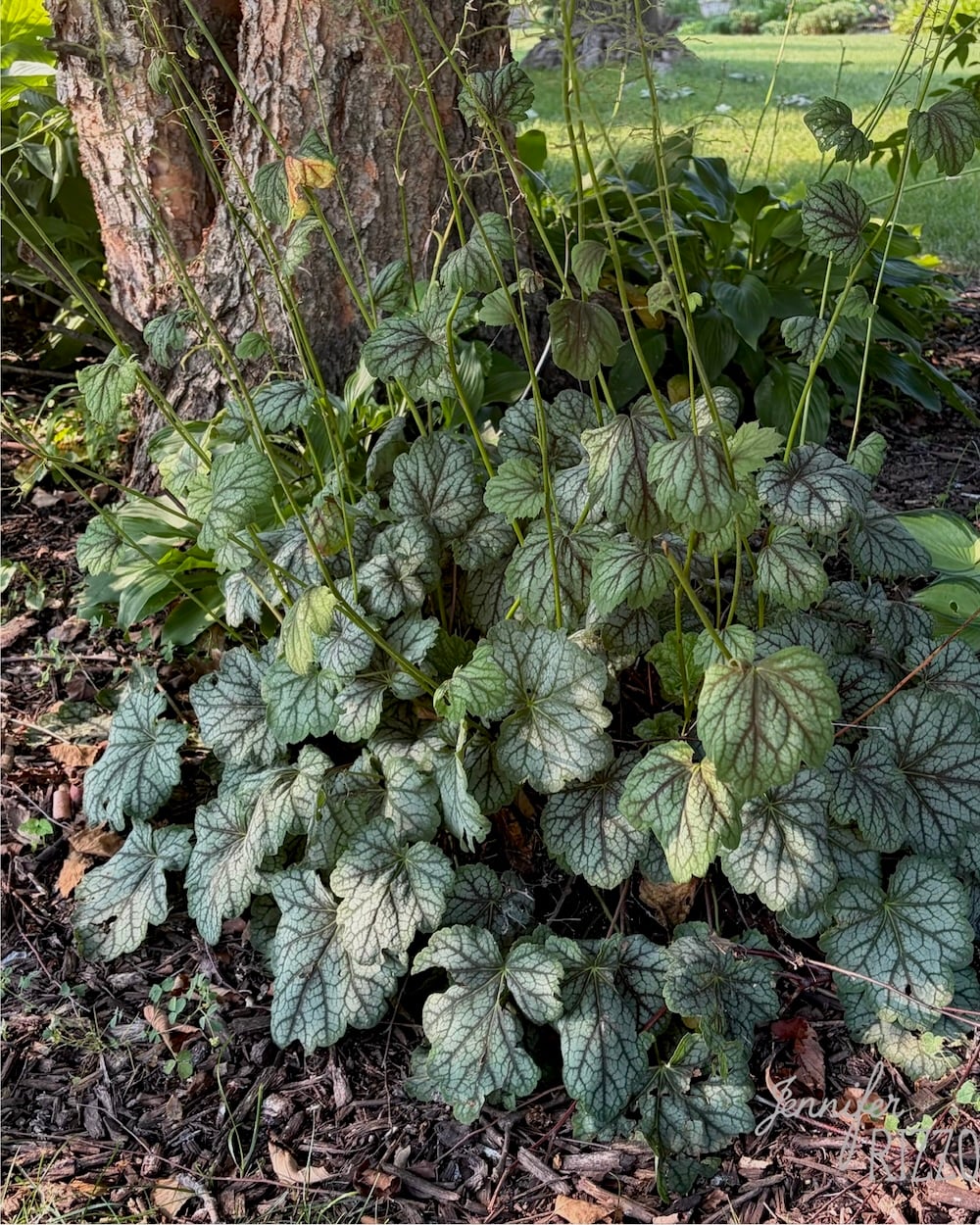 Green and silver-veined leaves grow in a dense cluster at the base of a tree, with several tall, thin flower stalks rising above them—an ideal example of planting in the shade within a tranquil garden setting.