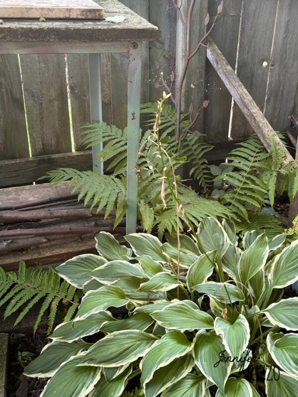 A variegated hosta with a tall flower stalk grows in front of ferns beside a weathered wooden fence and a green metal table, demonstrating the beauty of planting in the shade in a secluded garden corner.