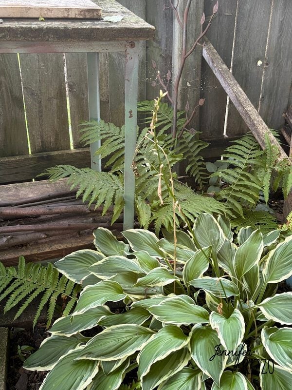 A variegated hosta with a tall flower stalk grows in front of ferns beside a weathered wooden fence and a green metal table, demonstrating the beauty of planting in the shade in a secluded garden corner.