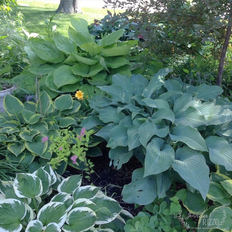 A garden bed with various green hosta plants and other foliage, ideal for planting in the shade, including some with variegated leaves and a single yellow flower blooming.