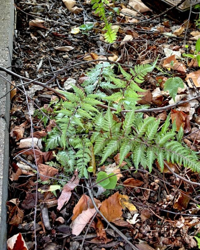 A japanese painted green fern grows among dry leaves, twigs, and soil next to a concrete border, thriving as a beautiful example of planting in the shade.
