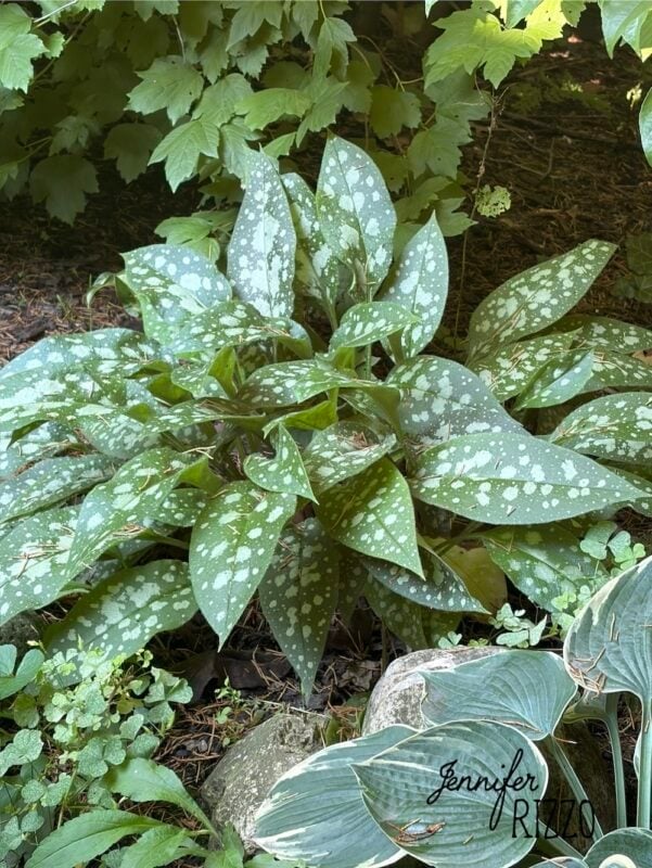 A green plant with white spotted leaves thrives in a shaded garden bed, surrounded by other foliage, illustrating the beauty of planting in the shade, with the name "Jennifer Rizzo" in the bottom right corner.