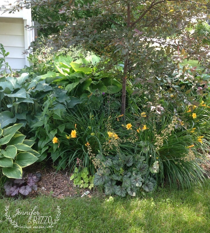 A garden bed with various green leafy plants, yellow daylilies, and a small tree—perfect for planting in the shade—bordered by grass and mulch.
