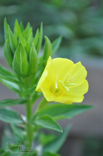Close-up of a yellow flower in bloom, surrounded by green leaves and buds. A few Japanese beetles can be seen on the petals. The image includes a watermark in the lower left corner that reads "Jennifer Rizzo.