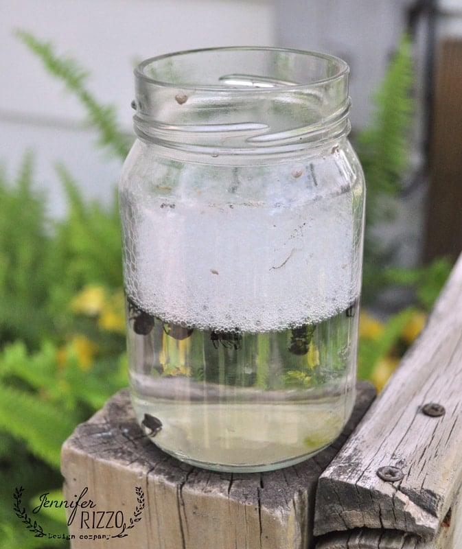 A mason jar filled with clear water and floating debris sits on a wooden railing, surrounded by green plants. The jar, adorned with a "Jennifer Rizzo Design Company" logo, captures the essence of nature—even attracting curious Japanese Beetles nearby.