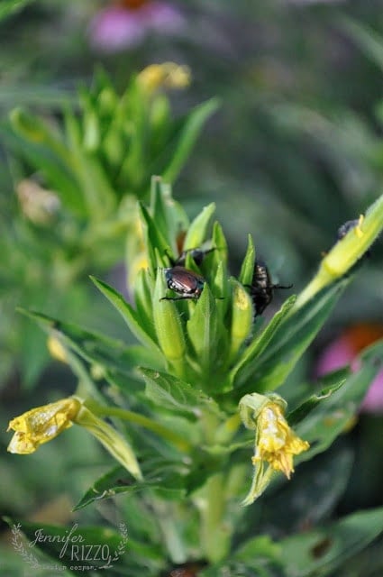 Close-up of Japanese beetles on a green plant with yellow flowers. The image includes watermarked text at the bottom left corner that reads "Jennifer Rizzo Design Company.