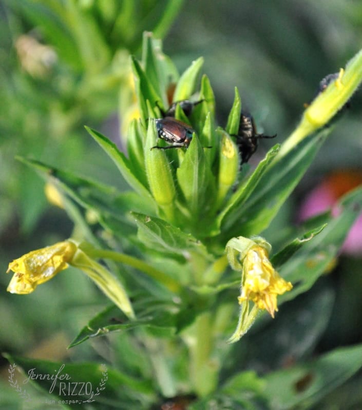 Several beetles, possibly Japanese Beetles, are clustered on the green leaves and buds of a flowering plant with some wilted yellow blossoms. How do I get rid of Japanese Beetles on my garden plants?.