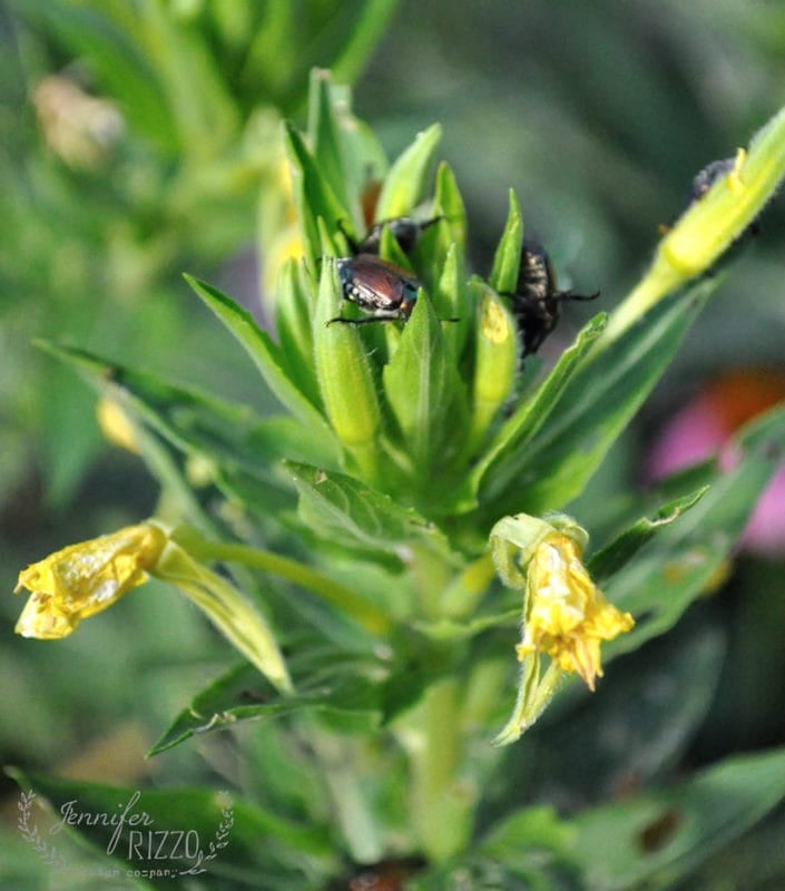 Several Japanese Beetles, are clustered on the green leaves and buds of a flowering plant with some wilted yellow blossoms. How do I get rid of Japanese Beetles on my garden plants?.