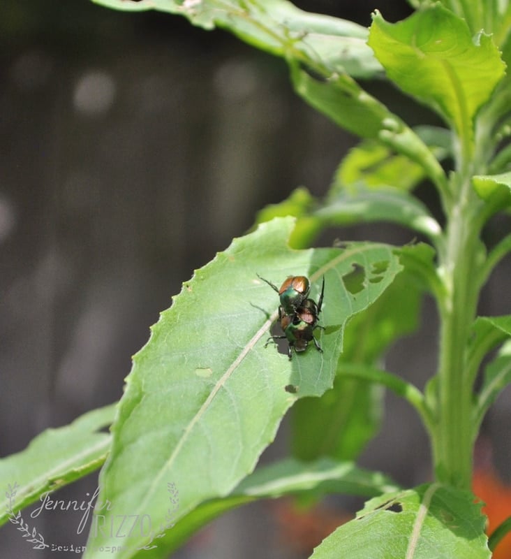 Two green beetles are mating on a partially eaten green leaf, with a blurred background of foliage—a common sight for those wondering how do I get rid of Japanese Beetles in their garden.