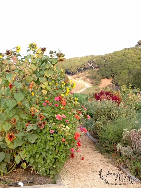 A gravel path flanked by colorful sunflowers and various other flowers leads to a green, hilly landscape with trees in the background at Carmel Valley Ranch. A "Jennifer Rizzo" watermark is visible in the bottom right corner.