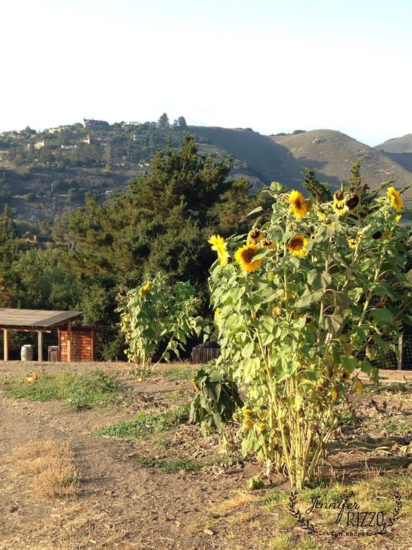Sunflowers growing in a field with a background of hills and houses at Carmel Valley Ranch. Trees are visible, and a small wooden structure can be seen on the left.