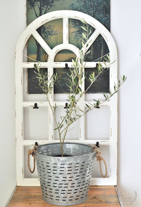 Buy an olive tree from a nursery as an indoor house plant