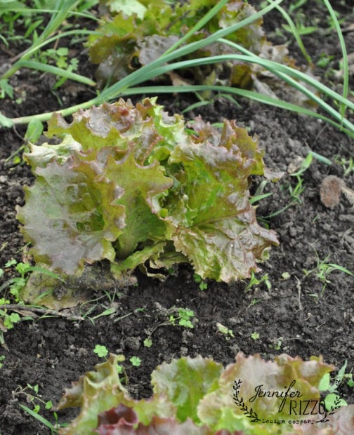 Lettuce and onions make a good pair for companion planting