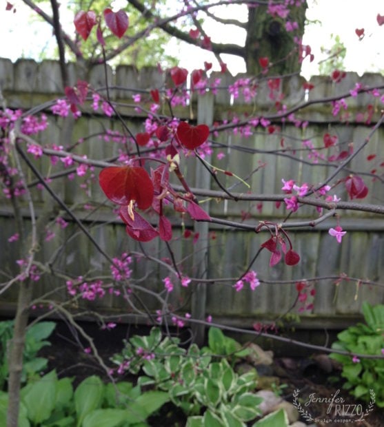 Forest Pansy redbud is a great understory tree that first blooms with pink blossoms, and then sets deep marron, heart shaped leaves.