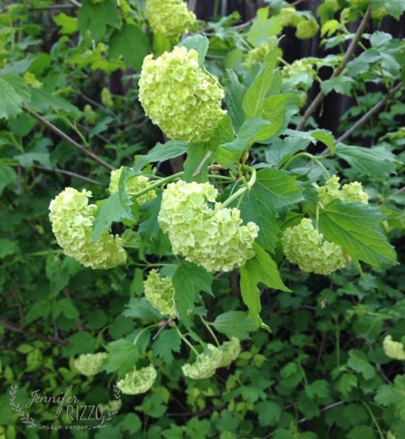 Snowball viburnum has beautiful white blooms, the bush can get up to 15 feet high.