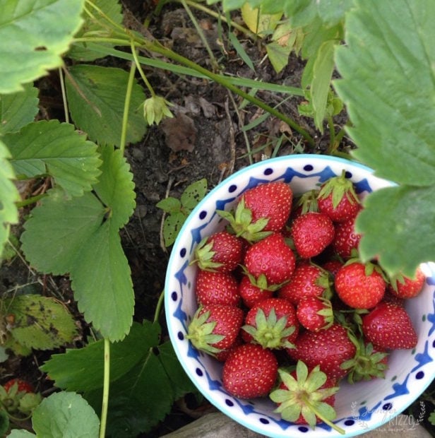 Strawberries fresh from the garden