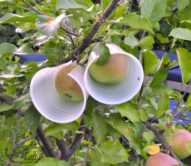 Protect apples from squirrels